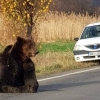 사람 해치거나 자동차에 치여죽거나 루마니아 불곰 때문에 골치