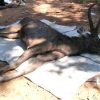 태국 국립공원 사슴 사체 뱃속에서 비닐봉지와 속옷 등 쓰레기 7㎏