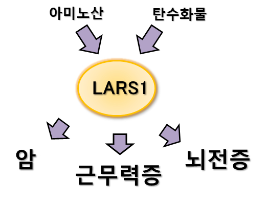 LARS1 효소와 질병 치료제 개발