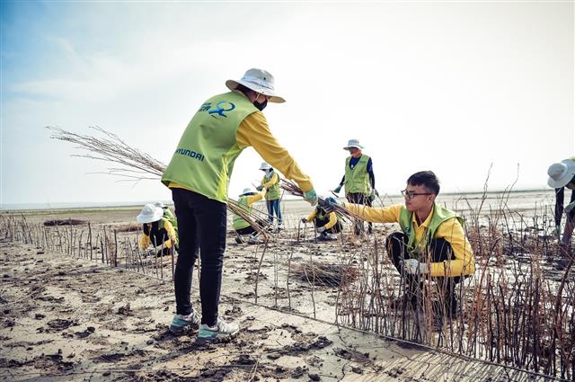 현대자동차그룹의 ‘현대그린존 프로젝트’ 봉사단이 지난 8월 중국 네이멍구 정란치 하기노르 지역에서 사막화 방지 작업을 하고 있다.  현대자동차그룹 제공