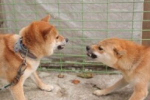 ‘개는 훌륭하다’ 강형욱, ‘으르렁’ 시바견 부부 솔루션 ‘관계 회복할까’