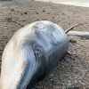 런던 템스 강변 다리 아래에 밍크고래 주검 떠밀려와, 두 달 새 두 번째