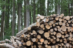 유전자가위로 만든 미생물, 폐목재에서 바이오연료만 뽑아낸다