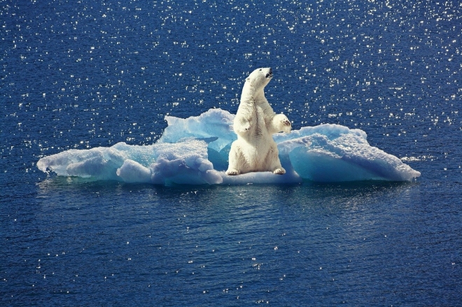 빙하와 북극곰