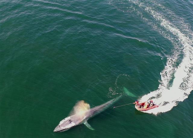 연구팀이 미국 캘리포니아 연안 태평양 동부에서 지구상에서 가장 큰 동물인 흰긴수염고래에게 멀티센서를 부착하고 있는 장면. 미국 해양대기청(NOAA) 제공