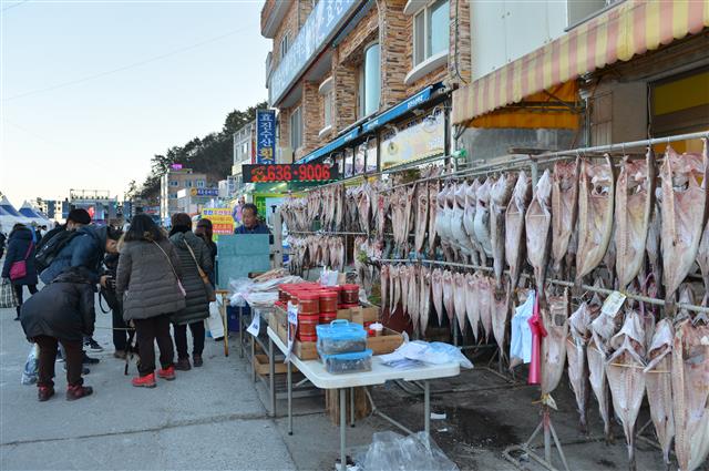 외포항 일원에 대구를 걸어 늘어놓고 말리고 있다. 거제시 제공