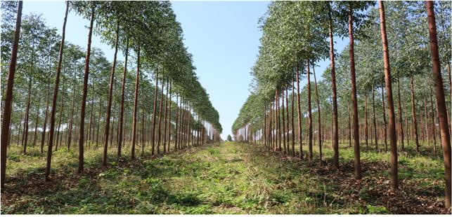 한국입업진흥원이 파라과이에 조성한 유칼립투스 조림지. 산림청 제공