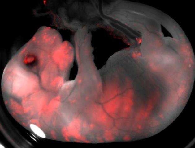 과학자들은 사람의 장기를 생쥐 같은 실험동물에게서 배양해 이식할 수 있는 기술을 개발 중이다. 셀 제공