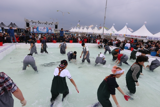 방어축제 참가자들이 맨손으로 방어잡이를 하고 있는 모습.올겨울  제주바다에서 방어가 사라져 어민들이 울상을 짓고있다