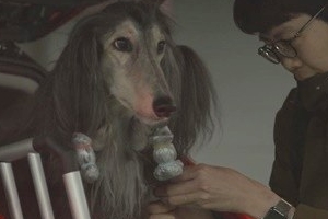 황철용 수의사, 반려견 오래 사는 이유 알고보니? [종합]