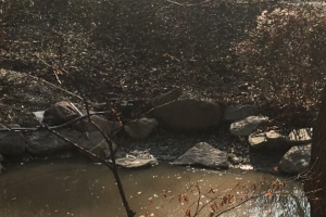 성남시 낙생대공원 계단형 습지 생물서식처로 복원