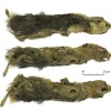 4만 1300년 전 야생쥐 ‘레밍’ 시베리아서 발견