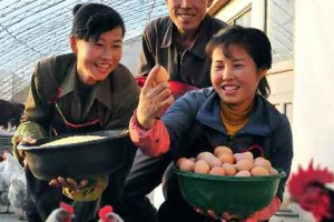 [포토] “축산을 잘한 덕” 북한 농장 알찬 새해맞이