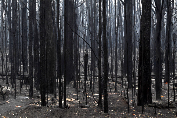 불에 탄 나무들이 5일(현지시간) 호주 뉴 사우스 웨일즈주 노라 근처에서 전날 산불로 불타 버린 지역에 모습을 드러내고 있다. EPA 연합뉴스
