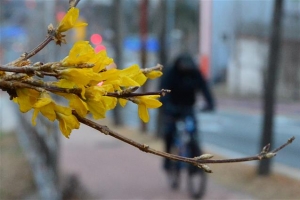 “동장군 어디 갔나요”… 포항서 개나리 활짝