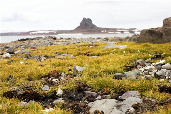 남극 세종과학기지 인근에서 자라는 남극좀새풀 모습