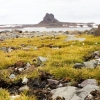 남극좀새풀 유전자로 추위, 가뭄 강한 벼 품종 만들었다