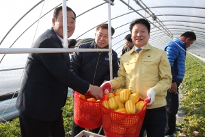 성주 참외 올해 첫 출하…10㎏짜리 박스 13만원