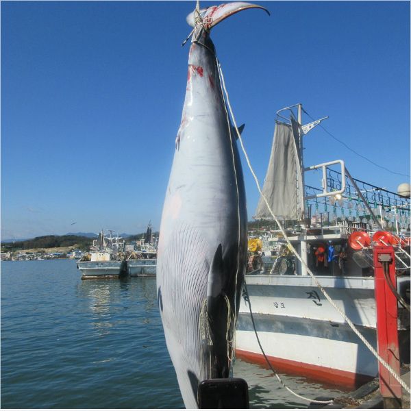 그물에 걸려 발견된 밍크고래. 울진해경 제공