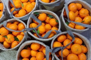 감귤 대신 카카오… 겨울 사라지는 제주