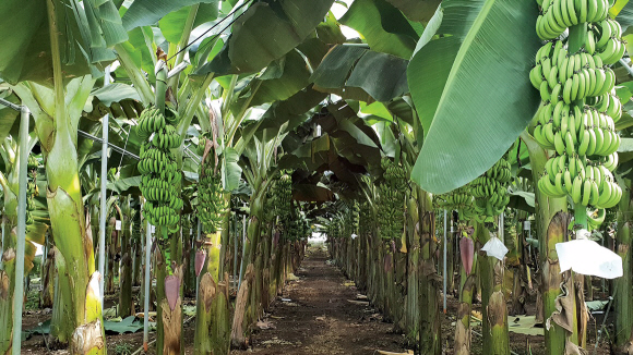 1990년대 수입 개방 후 사라진 국산 바나나를 다시 재배하는 농가가 제주에서 늘어나고 있다. 비닐하우스 난방비용 절감 등으로 바나나 재배농가는 계속 늘어날 전망이다. 출처 제주관광공사
