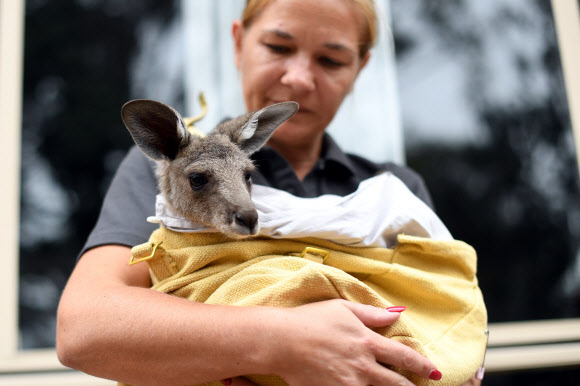 지난 9월부터 시작한 최악의 산불로 호주 야생동물들이 큰 위기에 처했다. 야생동물 구조단체의 한 자원봉사자가 지난 9일(현지시간) 시드니 인근의 자택에서 산불에서 구조한 캥거루를 안고 있다.  시드니 AFP 연합뉴스