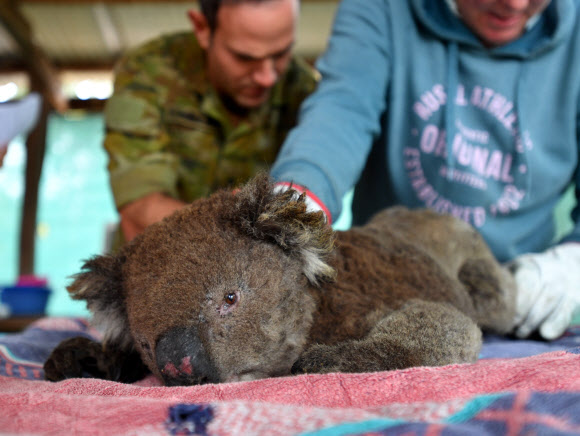 지난 9월부터 시작한 최악의 산불로 호주 야생동물들이 큰 위기에 처했다. ‘야생동물의 보고’로 불리는 캥거루섬에서 구조된 코알라가 10일 응급치료를 받고 있다. 애들레이드 EPA 연합뉴스