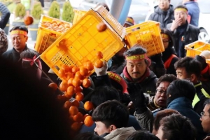[포토] ‘모두 엎어’… 감귤 가격 하락에 성난 제주농민들