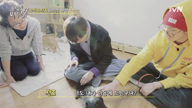 지난 5일 방송을 시작한 예능 프로그램 ‘냐옹은 페이크다’ 속 고양이 봉달이가 입양 과정의 문제로 결국 동물 단체로 반환됐다. 사진은 고양이 보호 단체에 방문한 출연자들이 처음으로 봉달이를 만나 데려오는 방송 장면. CJ ENM 제공