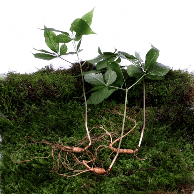 산림청은 설 명절을 앞두고 16~23일까지 수요 증가가 예상되는 산양삼의 불법 판매 행위에 대한 특별단속을 실시한다. 산림청 제공