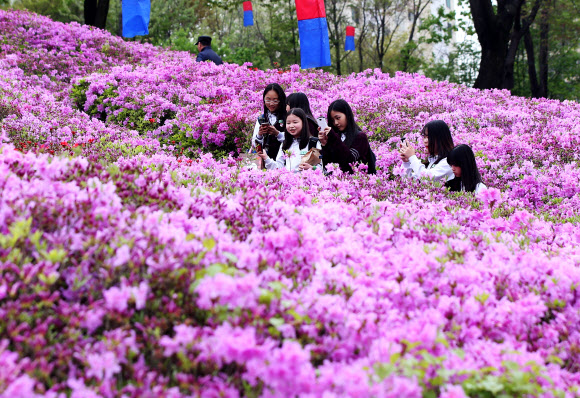 경기도 군포시 산본동 철쭉동산을 찾은 학생들이 활짝 핀 철쭉 사이를 걷고 있다. 사진은 2016년 철쭉축제의 한장면. 연합뉴스 