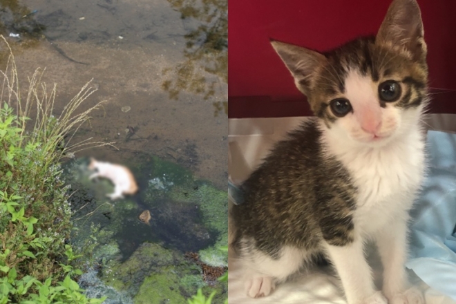 2019년 화성 고양이 연쇄 살해 사건. 두번째로 희생된 고양이(왼쪽)와 피의자가 검거 전 분양받았던 새끼 고양이(오른쪽). 세번째 새끼 고양이는 동물단체에 구조됐다.  동물자유연대