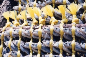 영광굴비의 몸부림 “가짜 막아야 산다”