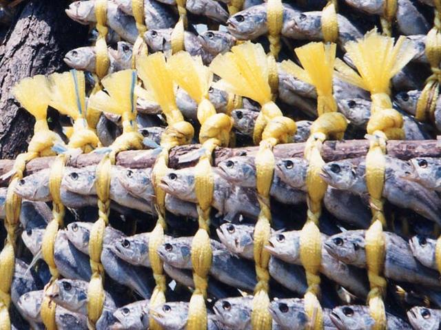 전남 영광 법성포 앞바다에서 소금에 절여 말린 영광 굴비 꾸러미. 영광군 제공