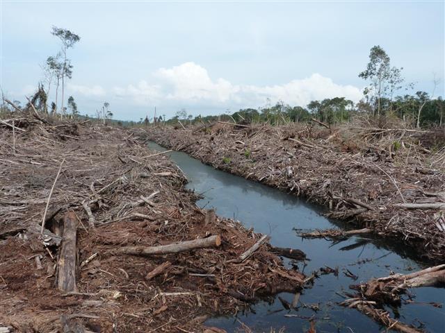 바이오연료 생산을 위해 기존 삼림을 파괴해 농장을 짓는 것은 온실가스 배출을 줄이는 것이 아니라 오히려 2~3배 늘리는 역효과가 날 수 있다는 연구 결과가 나왔다. 사진은 말레이시아 북셀랑고르 지역에서 기름야자 농장을 만들기 위해 자연삼림을 벌목해 버린 모습.  영국 리버풀 존무어대 스테파니 에버스 교수 제공