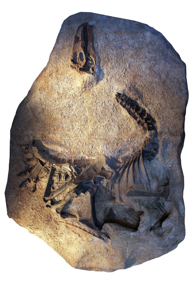 알로사우루스 짐마드세니 화석