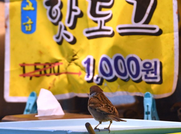 도심 속 동물과의 공존