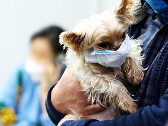 네 번째 신종 코로나바이러스 확진자가 경기 평택에 거주한 것으로 확인된 가운데 28일 평택항 국제여객터미널에서 강아지 한 마리가 마스크를 쓴 채 주인 품에 안겨 있다. 연합뉴스