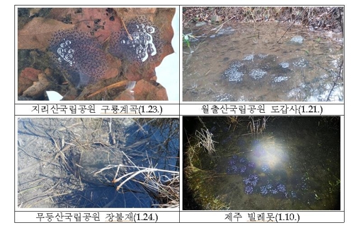 북방산개구리 산란 현황 국립공원공단 제공/연합뉴스