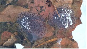 지난해보다 27일 빠른 1월 23일 지리산 구룡계곡에서 확인된 북방산개구리의 알. 북방산개구리는 환경부가 지정한 기후변화 생물지표종으로 지리산에서 1월 산란이 관측된 것은 처음이다. 국립공원공단 제공