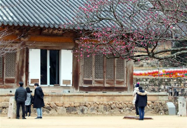 봄을 알리는 붉은 꽃망울