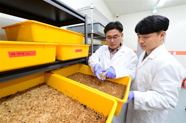 지난해 12월 국내에서 처음 문을 연 충북도 농업기술원 내 곤충종자센터 사육실에서 직원들이 갈색거저리를 살펴보고 있다. 충북도 제공