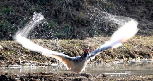 [포토] 봄맞이 단장하는 따오기