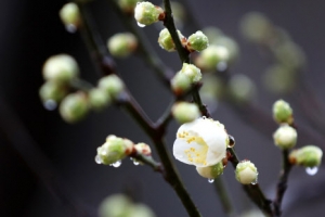 봄 부르는 비… 기지개 켜는 매화