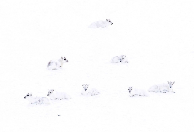 눈 속에 움크리고 있는 북극 흰사슴들.  Francis De Andres