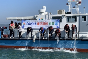 ‘대구야 잘 자라서 돌아와’, 어린대구 100만 마리 방류