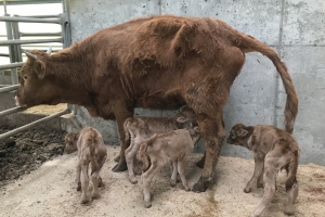 상주 축산농가서 송아지 네 쌍둥이 출산…“국내 첫 사례”