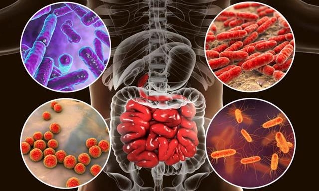 인간의 몸에 있는 많은 수의 미생물은 대부분 소장과 대장 등 장에 집중돼 있다. 최근 이들 장내 미생물이 소화기능은 물론 면역계, 신경계에도 영향을 미친다는 사실들이 속속 드러나고 있다. 미국 미생물학회 제공