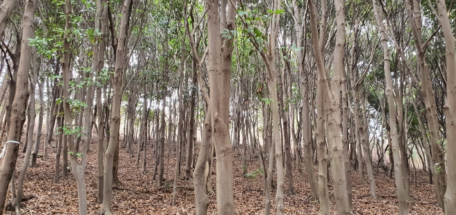 제주와 남해안 등지에 서식하는 붉가시나무의 산소발생량이 소나무의 2배에 달하는 것으로 나타났다. 국립산림과학원 제공
