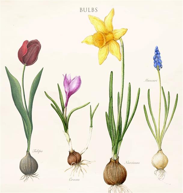 봄에 꽃을 피우는 알뿌리식물. 왼쪽부터 튤립, 크로커스, 수선화, 무스카리.